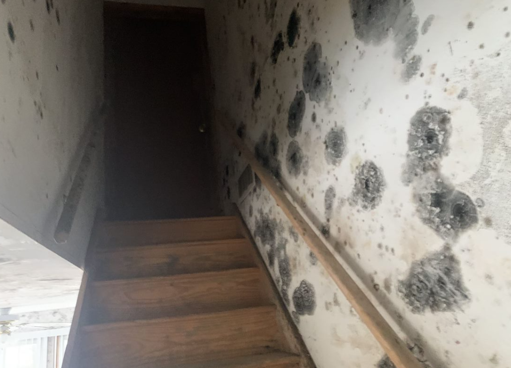 Mold Remediation